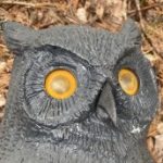 Profile picture of @sharpestfool