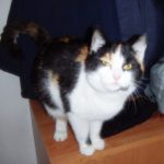Profile picture of @test