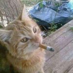 Profile picture of @sybau2137