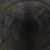 Profile photo of dqurbex