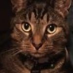 Profile picture of Noah